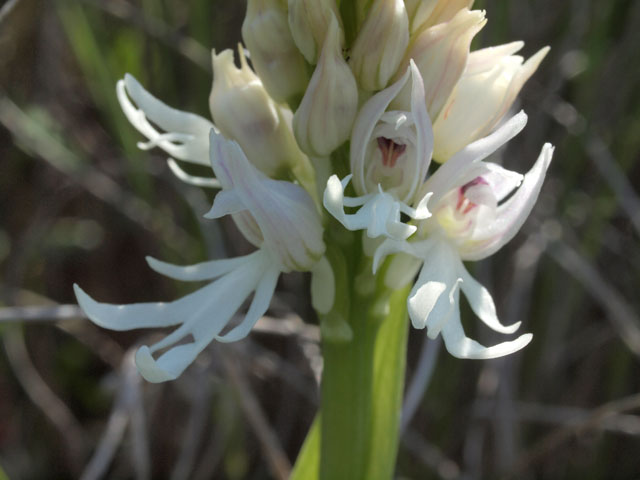 orchis italica apocromatica